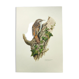 Vintage bird illustration from the 60s - Woodcreeper - Old zoological board