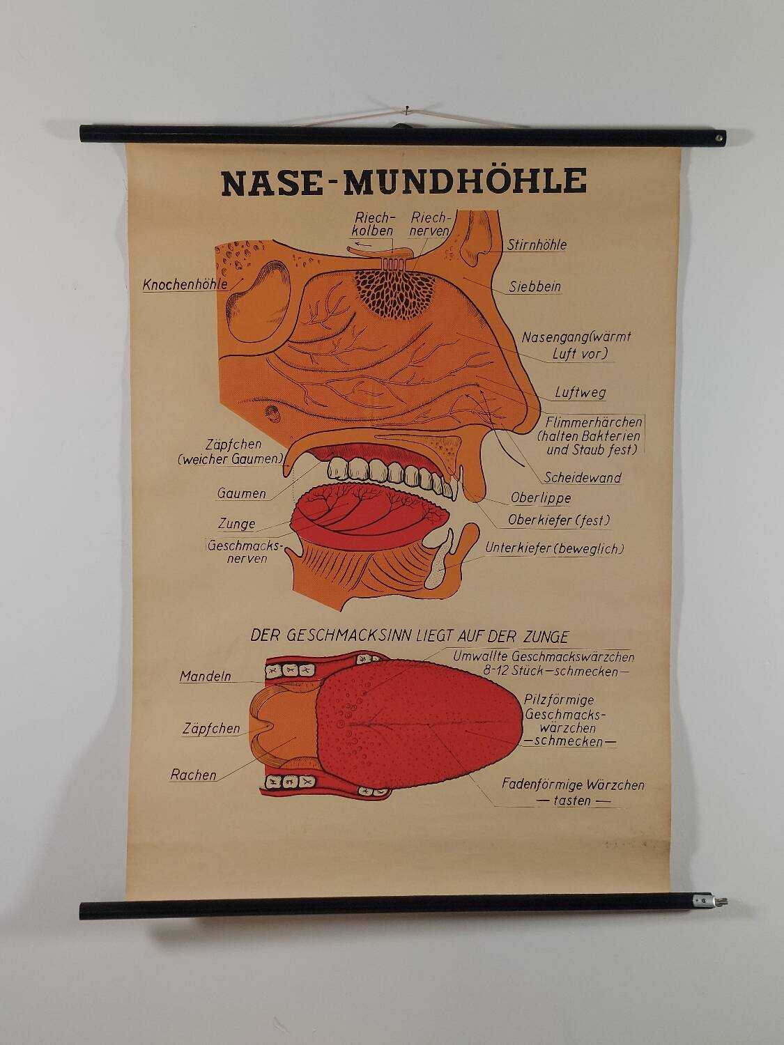 Vintage educational wall hanging roll chart poster map