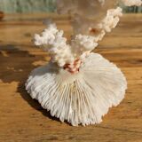 Corail blanc sur socle corail champignon
