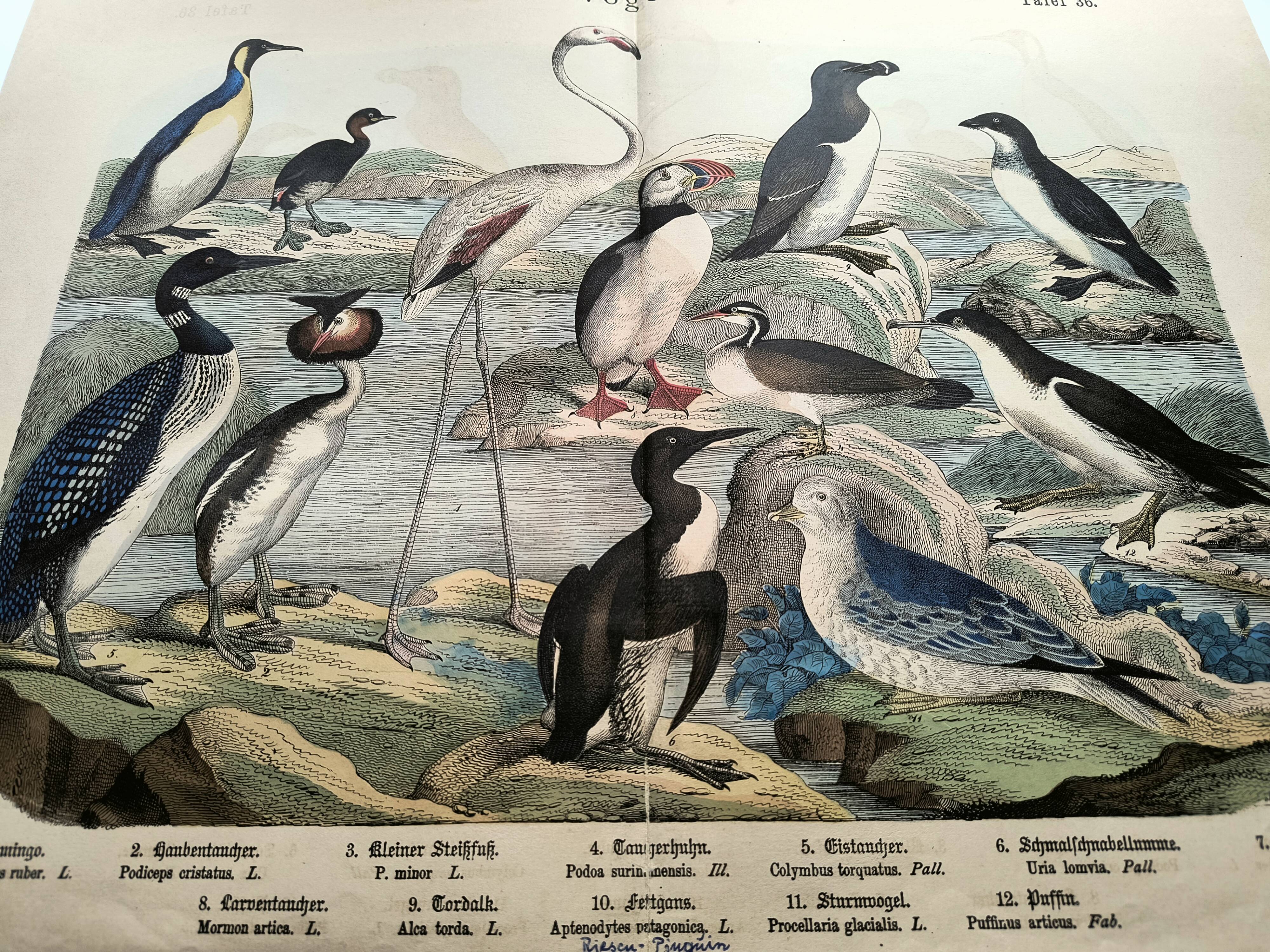 Engraving from 1886. Seabirds. Antique lithograph.