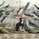 Engraving from 1886. Seabirds. Antique lithograph.