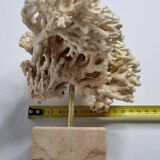 Antique White Coral on Marble Base, Height 20 cm