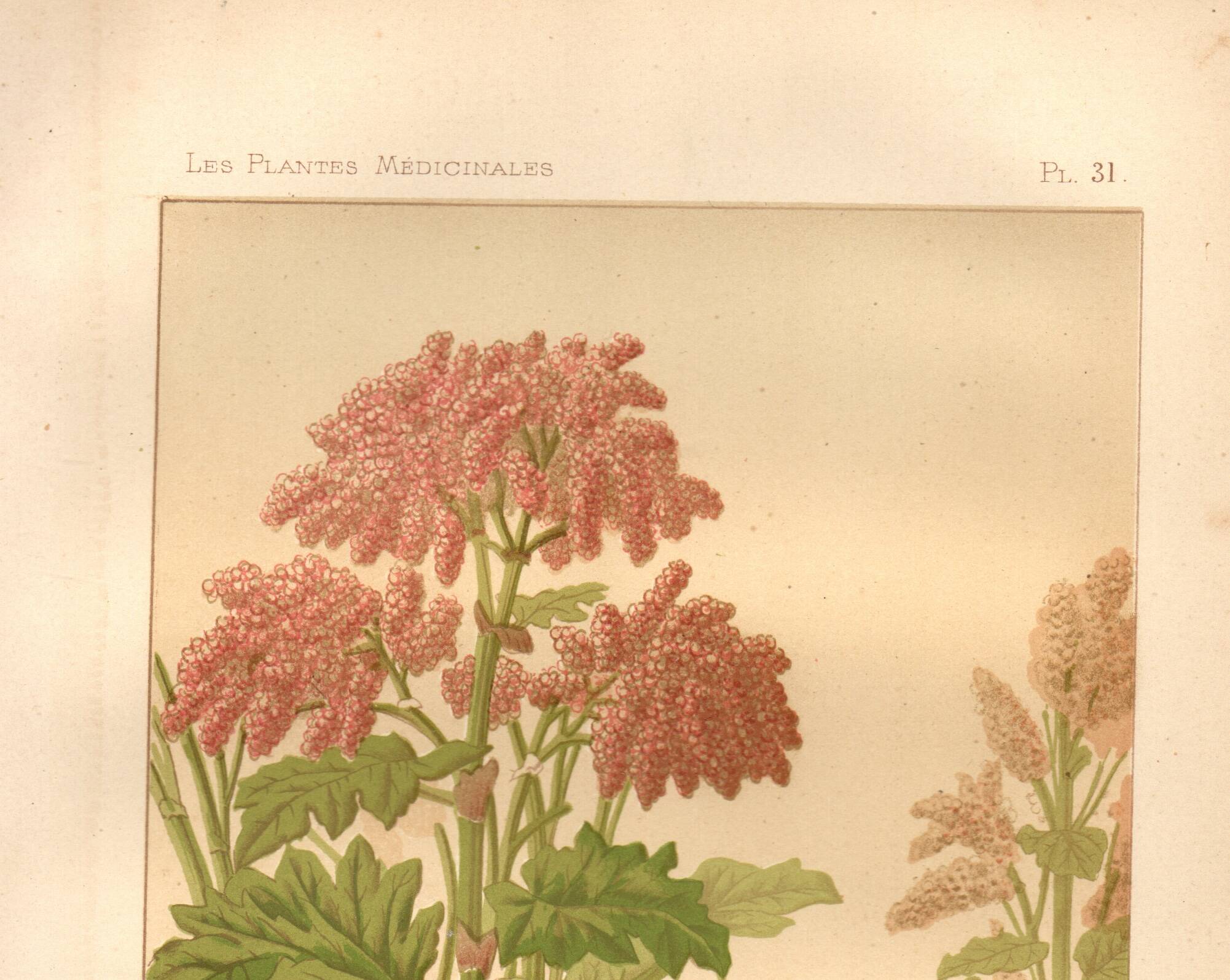 Botanical engraving from 1889 - Common rhubarb. Antique lithograph.