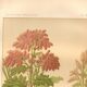 Botanical engraving from 1889 - Common rhubarb. Antique lithograph.