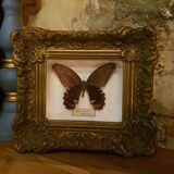 Cadre papillon
