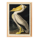 Poster of the White Pelican of America, after an old engraving