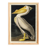 Affiche sur le Pélican blanc d’Amérique, d’après une gravure ancienne