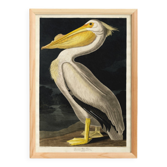 Poster of the White Pelican of America, after an old engraving