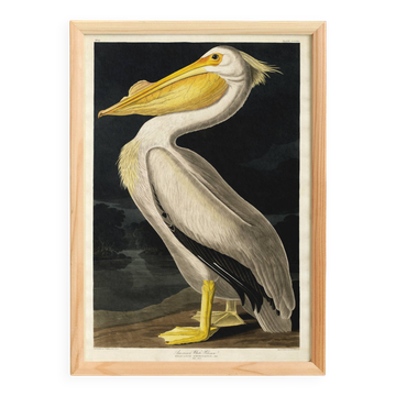 Affiche sur le Pélican blanc d’Amérique, d’après une gravure ancienne