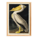 Poster of the White Pelican of America, after an old engraving