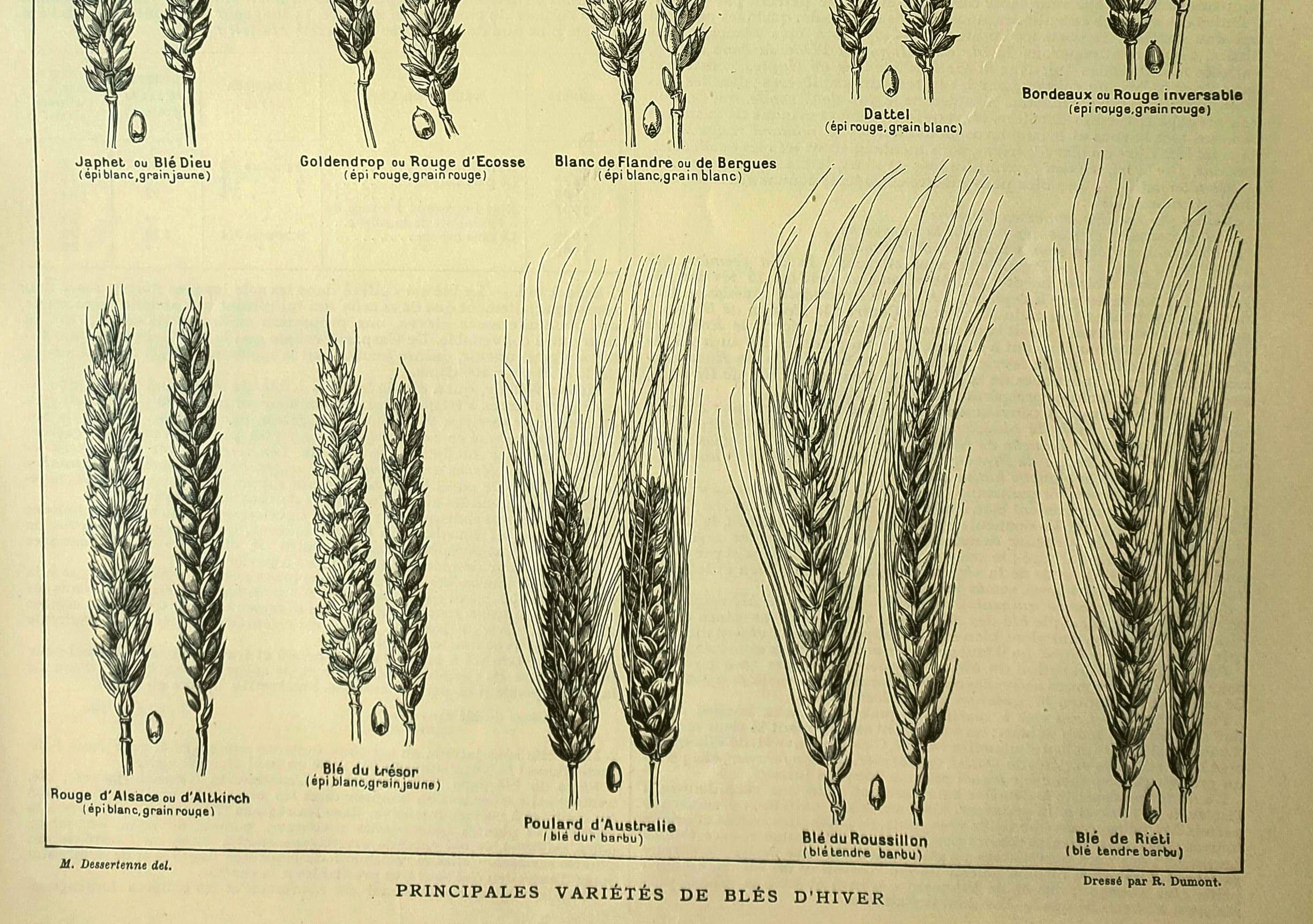 Botanical plate 1921 M. Dessertenne - Wheat 1 - Vintage cereal engraving