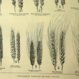 Botanical plate 1921 M. Dessertenne - Wheat 1 - Vintage cereal engraving