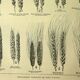Botanical plate 1921 M. Dessertenne - Wheat 1 - Vintage cereal engraving
