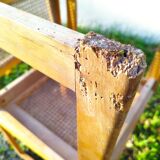 Pair of vintage varnished wood tanned chairs