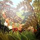 Tableau "Paysage exotique"