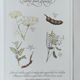 Botanical engraving -Herbal tea to exonerate- Illustration of medicinal plants and herbs