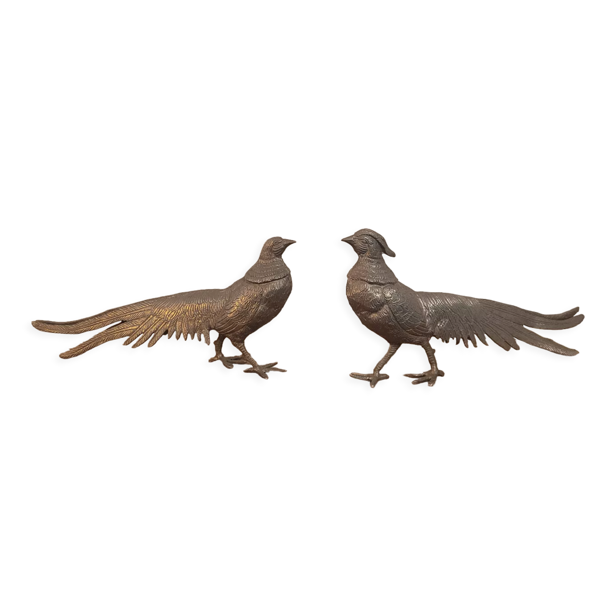 Couple of pheasant roosters