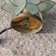 Pair of designer table lamps in turquoise blue green capiz mother-of-pearl from the 70s