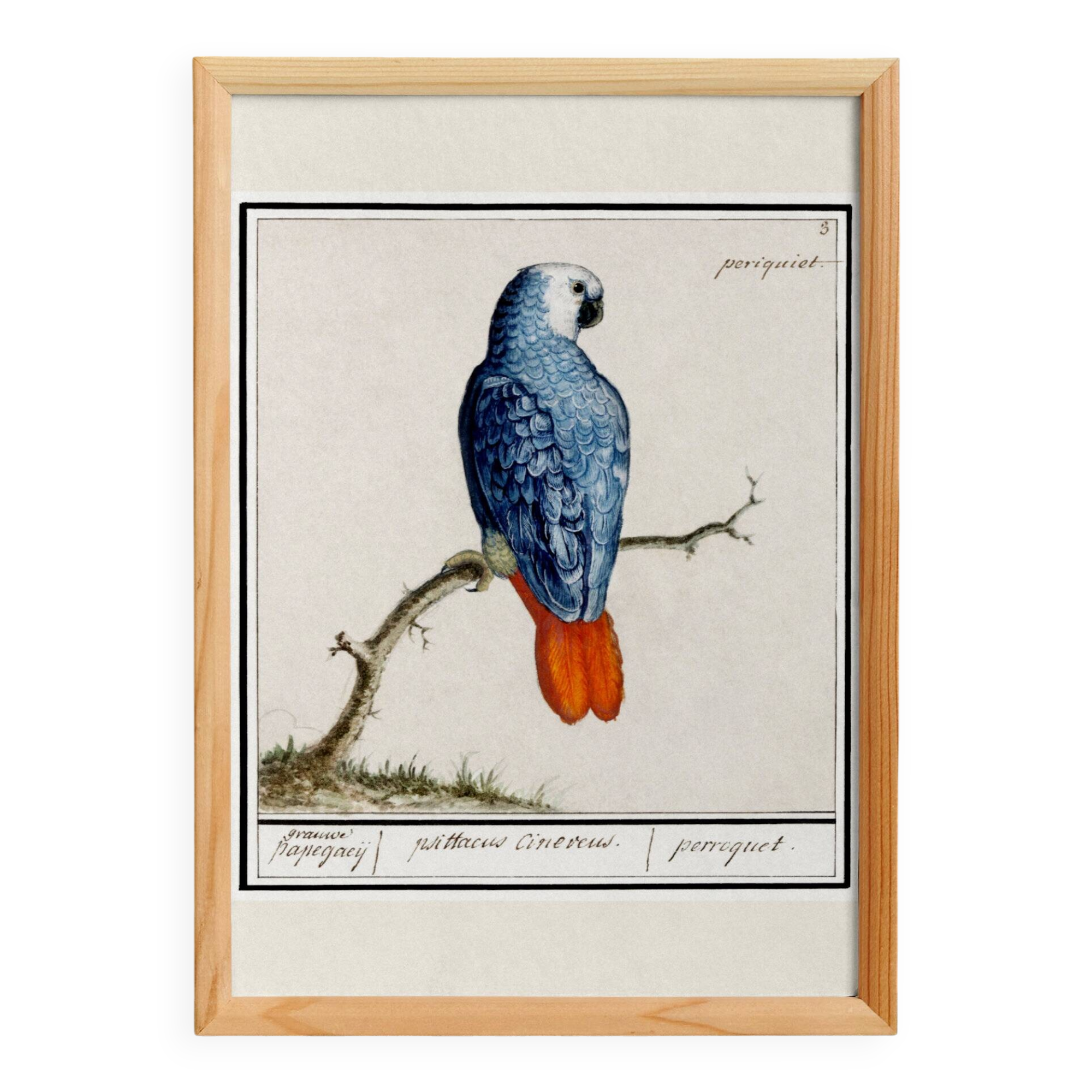 Small poster about the parrot, after an old engraving from 1610.