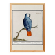 Small poster about the parrot, after an old engraving from 1610.