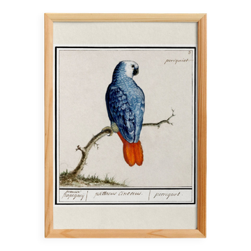 Small poster about the parrot, after an old engraving from 1610.