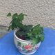 White glazed ceramic pot cover slurry vintage fruit