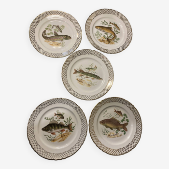 Série de 5 assiettes motifs de poissons, vintage
