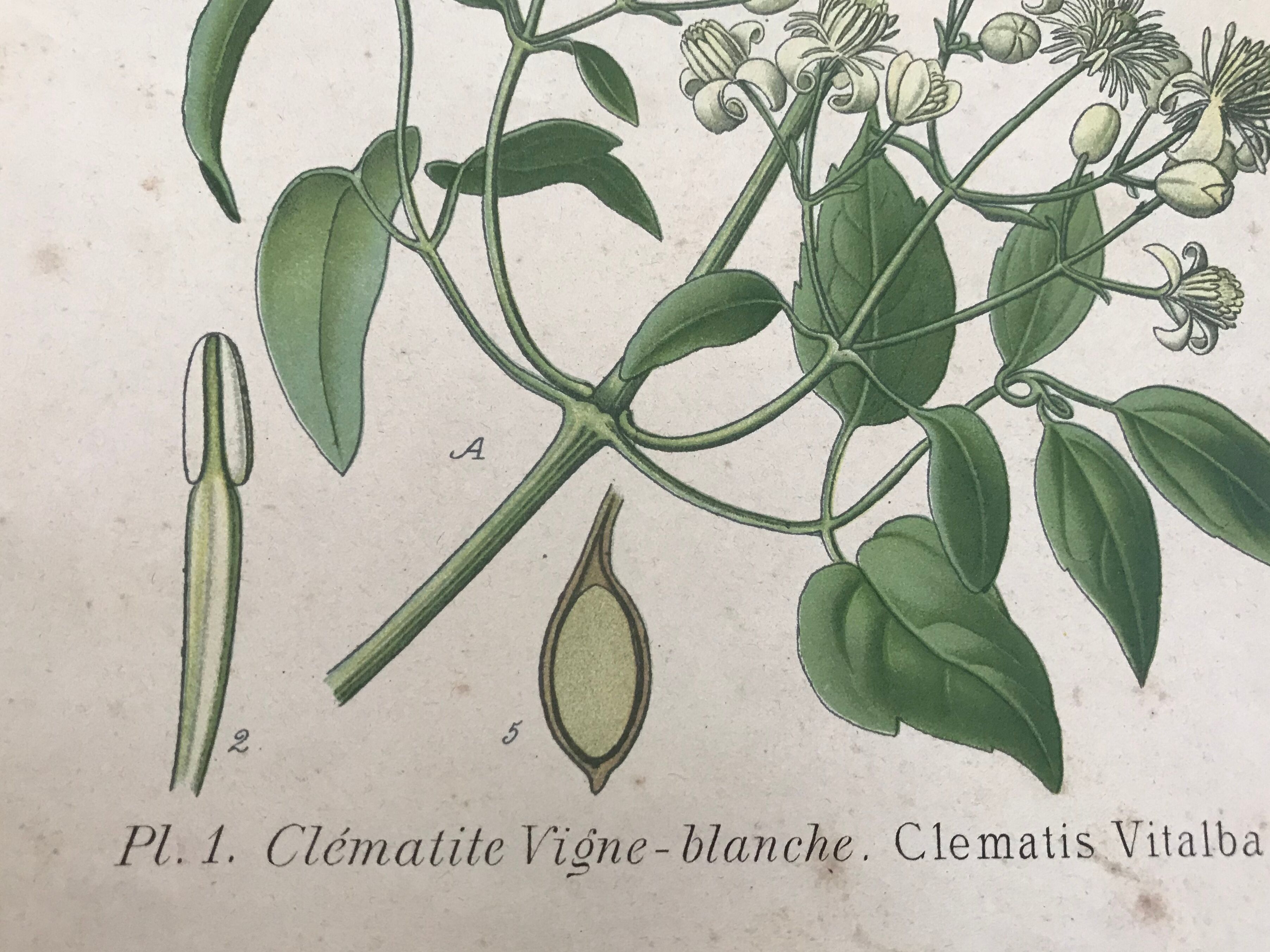 Botanical boards of white flowers 19th