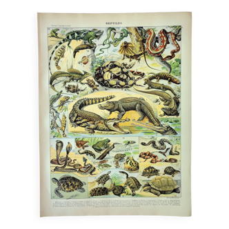 Gravure ancienne de 1898 • Reptiles, animaux • Affiche originale et vintage