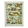 Old engraving from 1898 • Reptiles, animals • Original and vintage poster