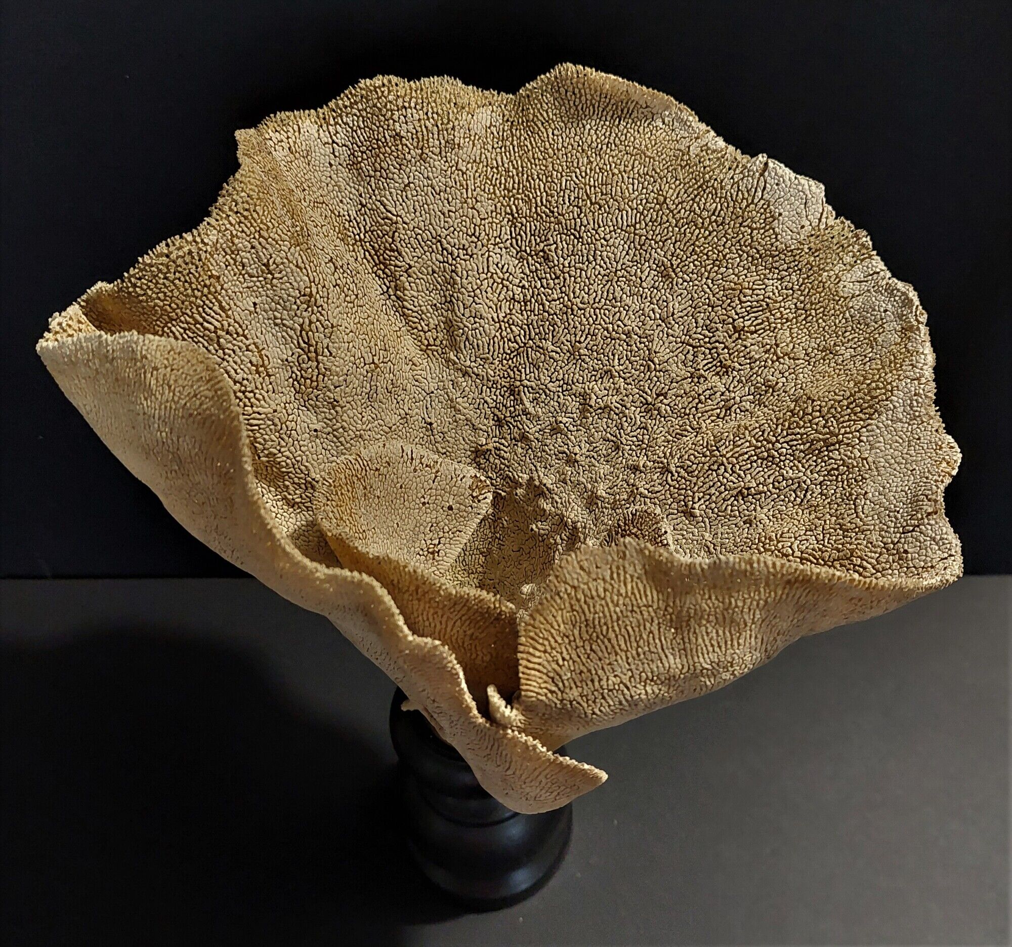Cabinet of Curiosities sponge cut carteriospongia foliascens on base