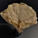 Cabinet of Curiosities sponge cut carteriospongia foliascens on base