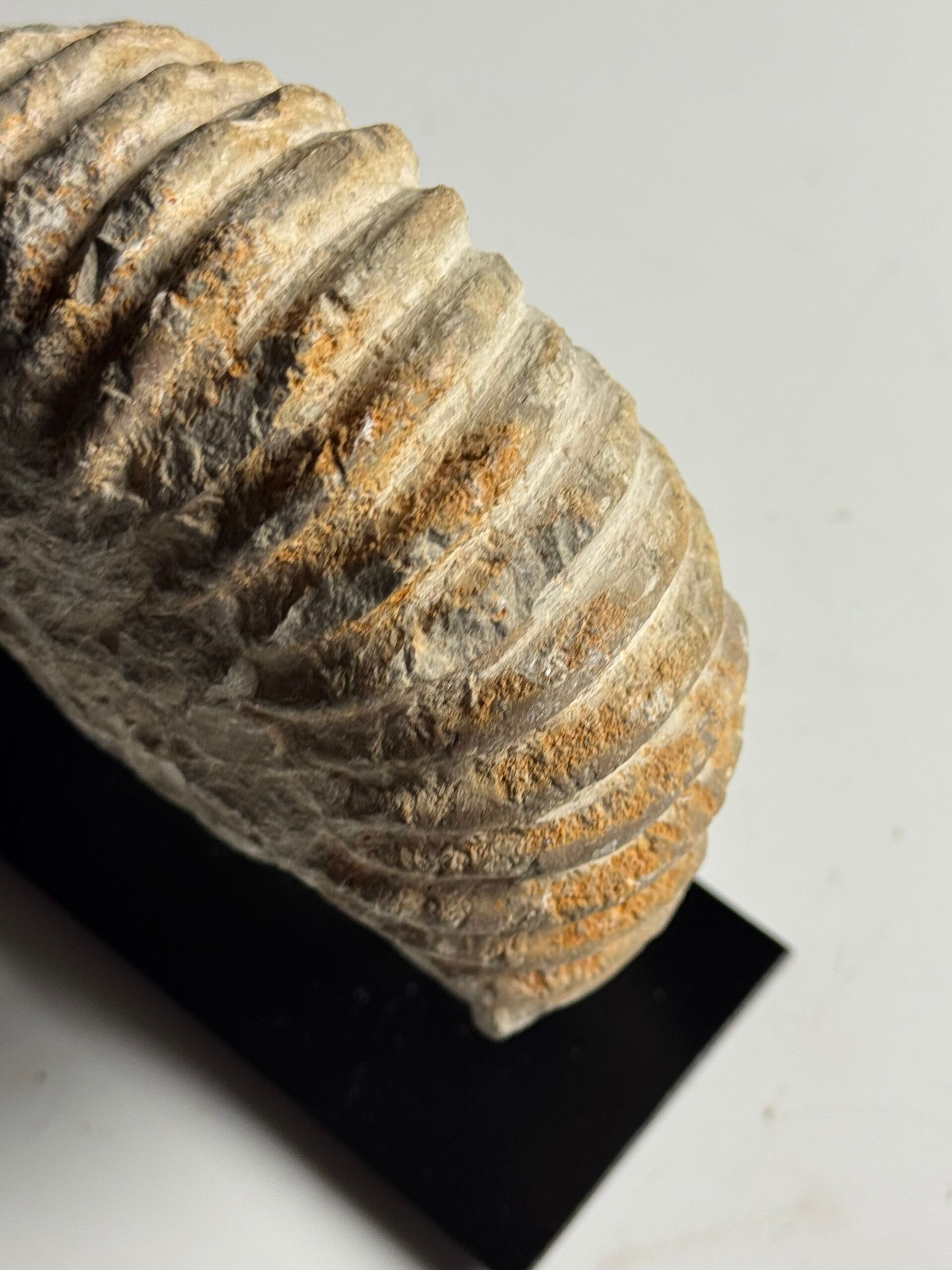 Fossile d'ammonite sur support