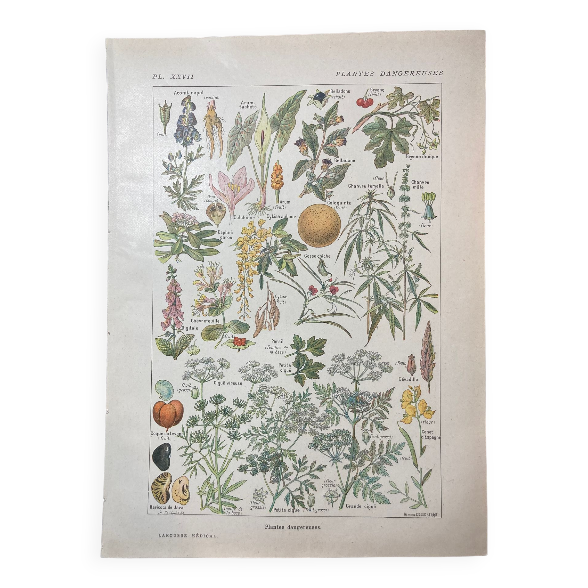 Lithographie sur les plantes dangereuses de 1920 "cigüe"
