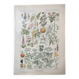 Lithograph on dangerous plants from 1920 "cigüe"