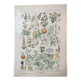 Lithograph on dangerous plants from 1920 "cigüe"