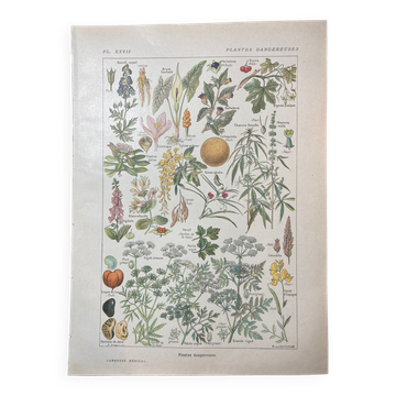 Lithograph on dangerous plants from 1920 "cigüe"