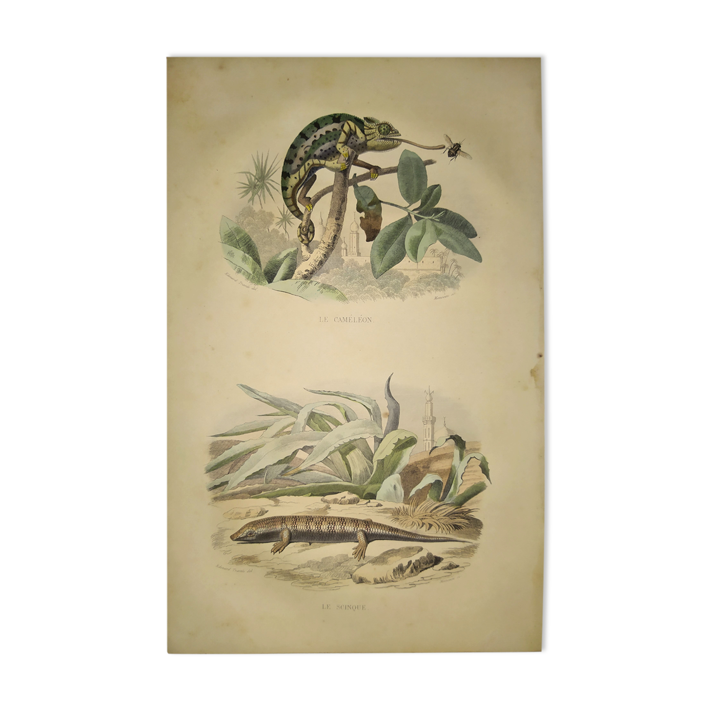 Planche zoologique originale de 1839 " cameleon & scinque "