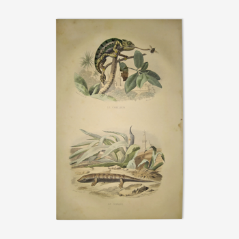 Original zoological plate of 1839 " cameleon & scinque "