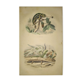 Original zoological plate of 1839 " cameleon & scinque "