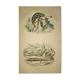 Planche zoologique originale de 1839 " cameleon & scinque "
