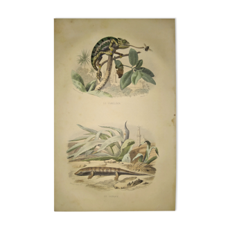 Planche zoologique originale de 1839 " cameleon & scinque "