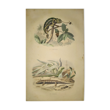 Original zoological plate of 1839 " cameleon & scinque "