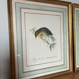 Two bird lithographs with gilded wooden frame