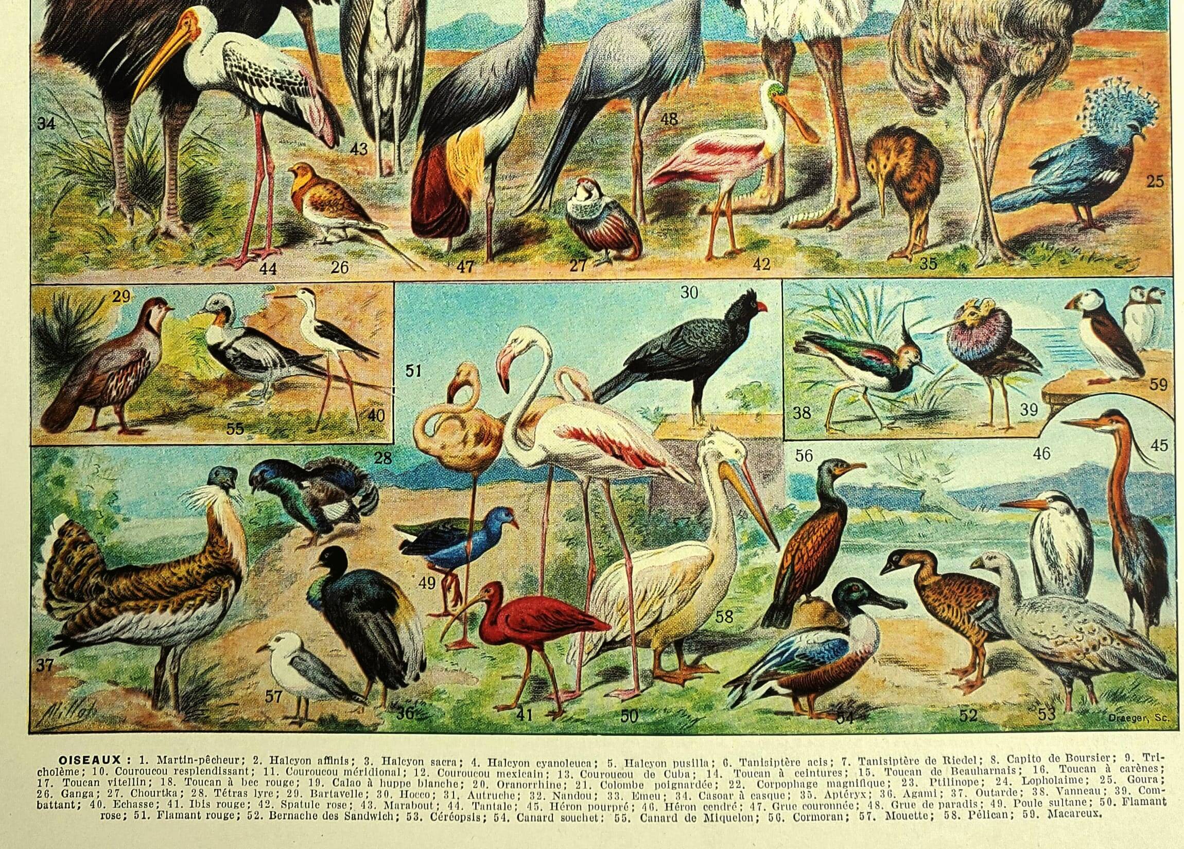 Old lithograph 1928 A. Millot - Birds 4, ornithology, birds