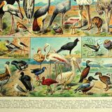 Lithographie ancienne 1928 A. Millot - Oiseaux 4, ornithologie, volatiles