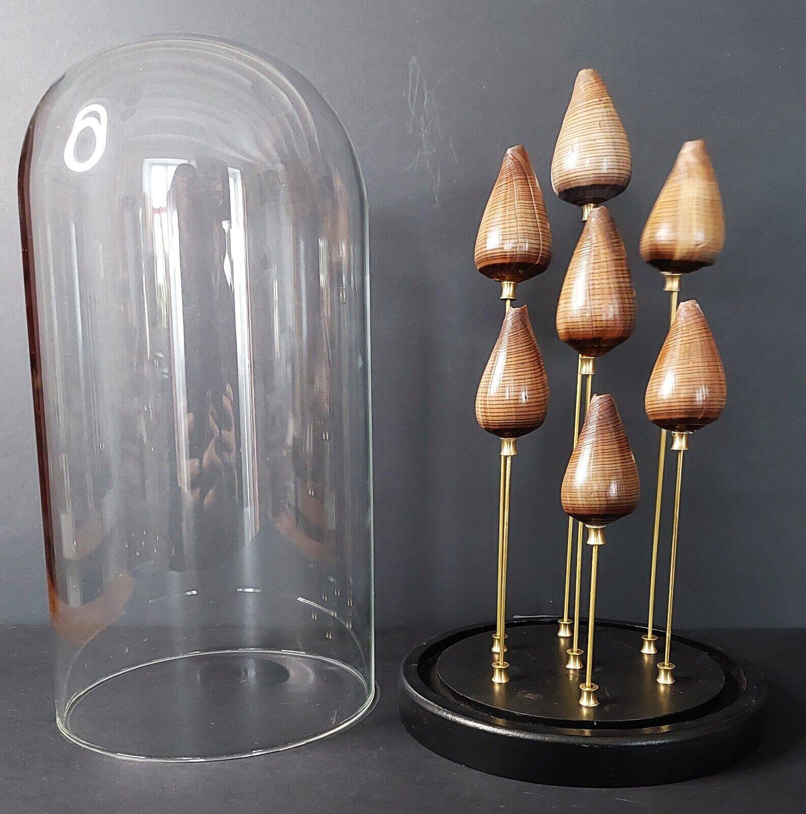 Cabinet de Curiosités globe aux coquillages conus figulinus