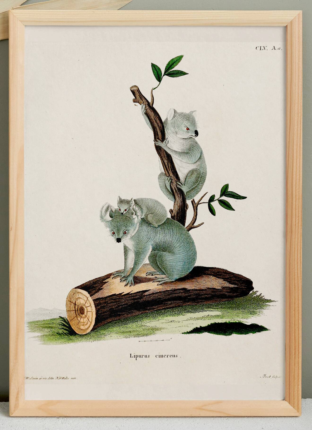 Poster about the Koala, based on an old engraving from 1774.