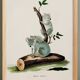 Poster about the Koala, based on an old engraving from 1774.