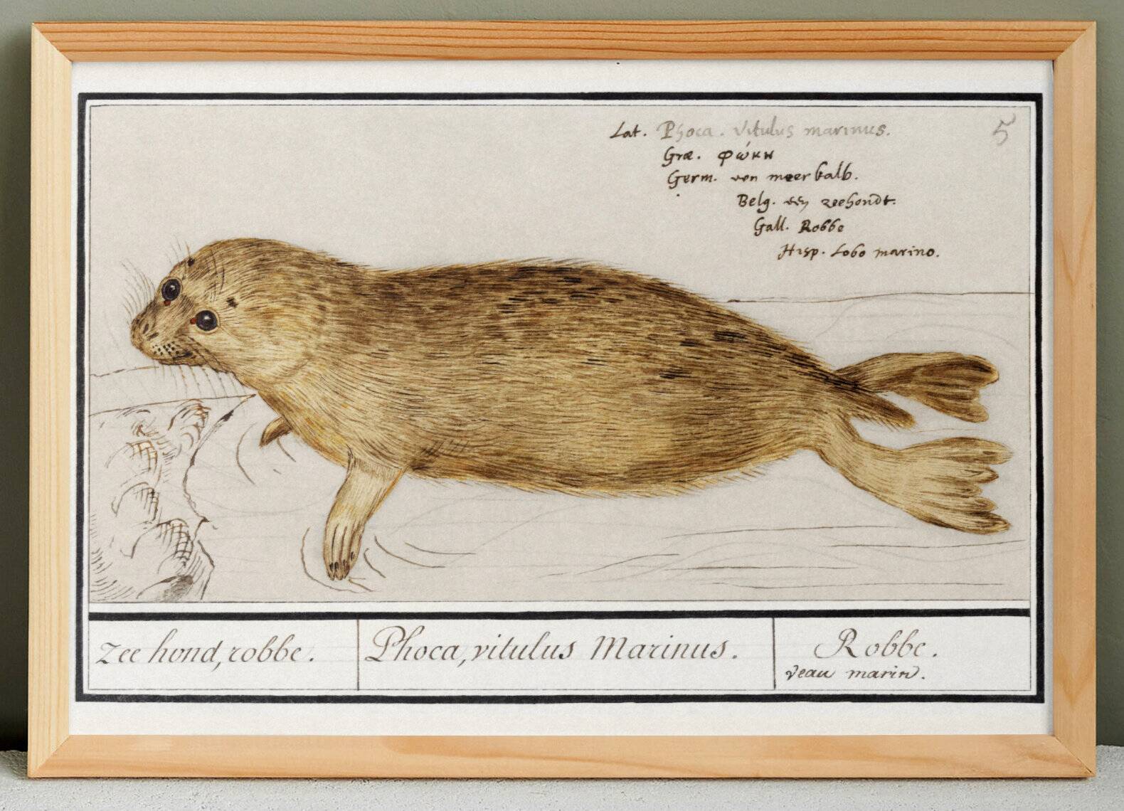 Small poster about the seal, based on an old engraving from 1610.